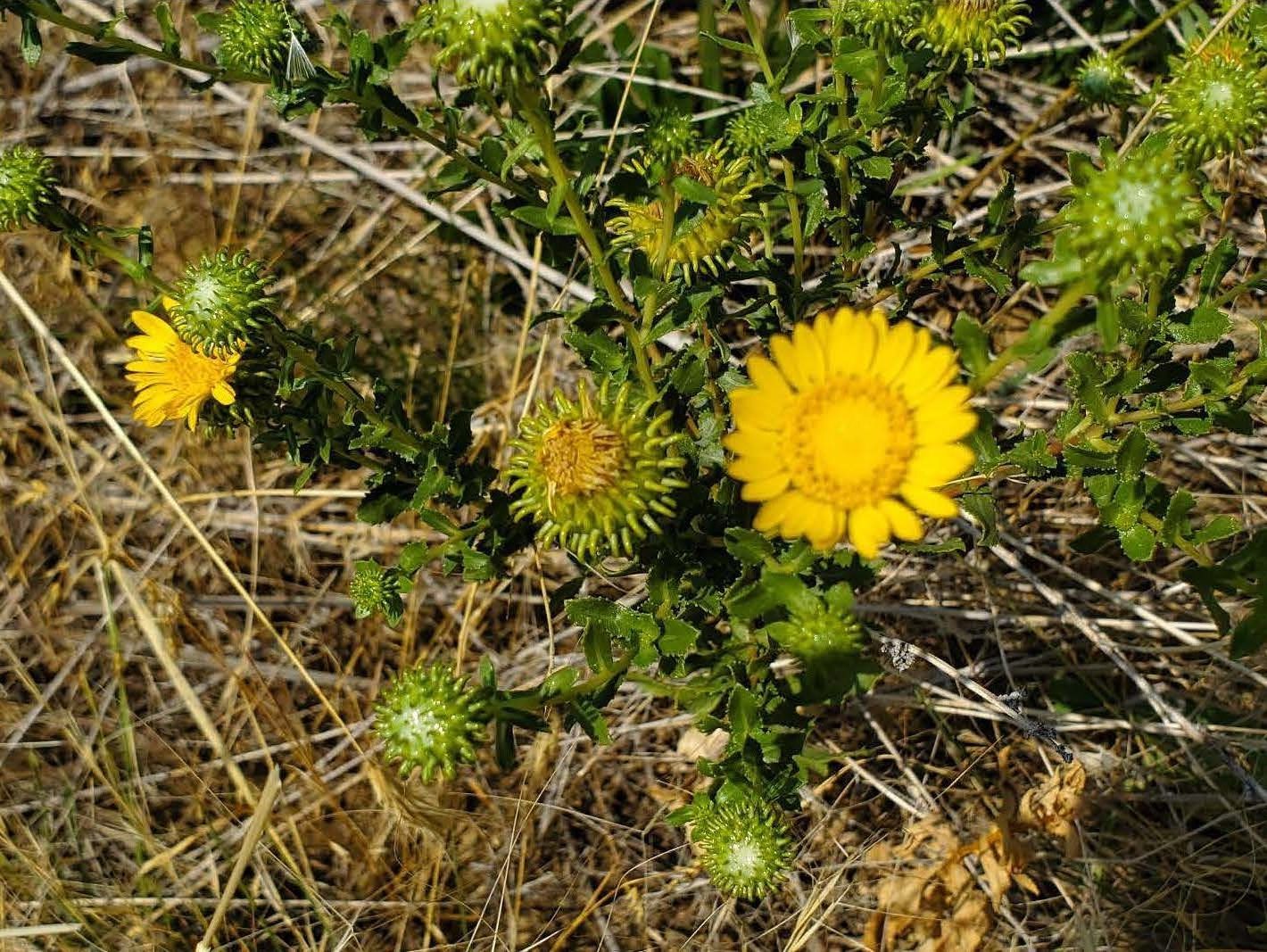 Curly Cup Gumweed