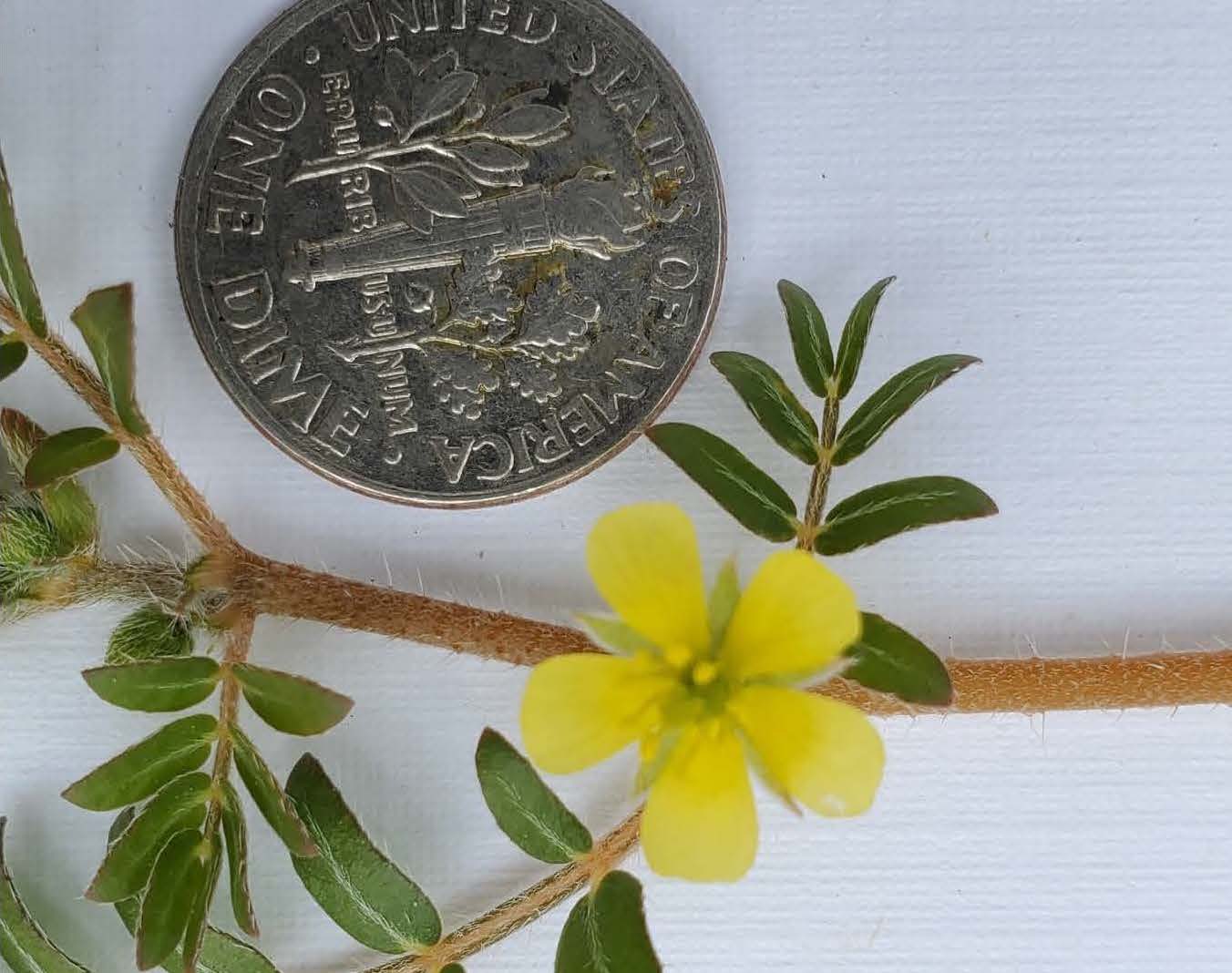 Close up of small yellow flowers of a goathead, flower parts in fives. Compound (divided leaves), and prostrate (flat along the ground) growth habit are characteristic as well. Also have a deep central taproot.